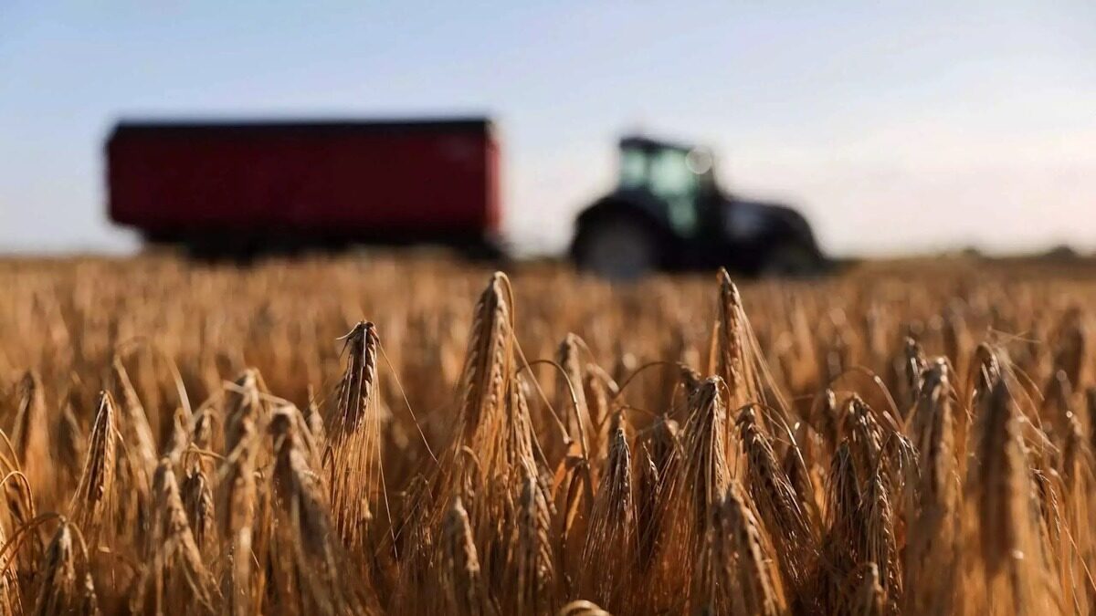 Χωράφι με σιτάρι