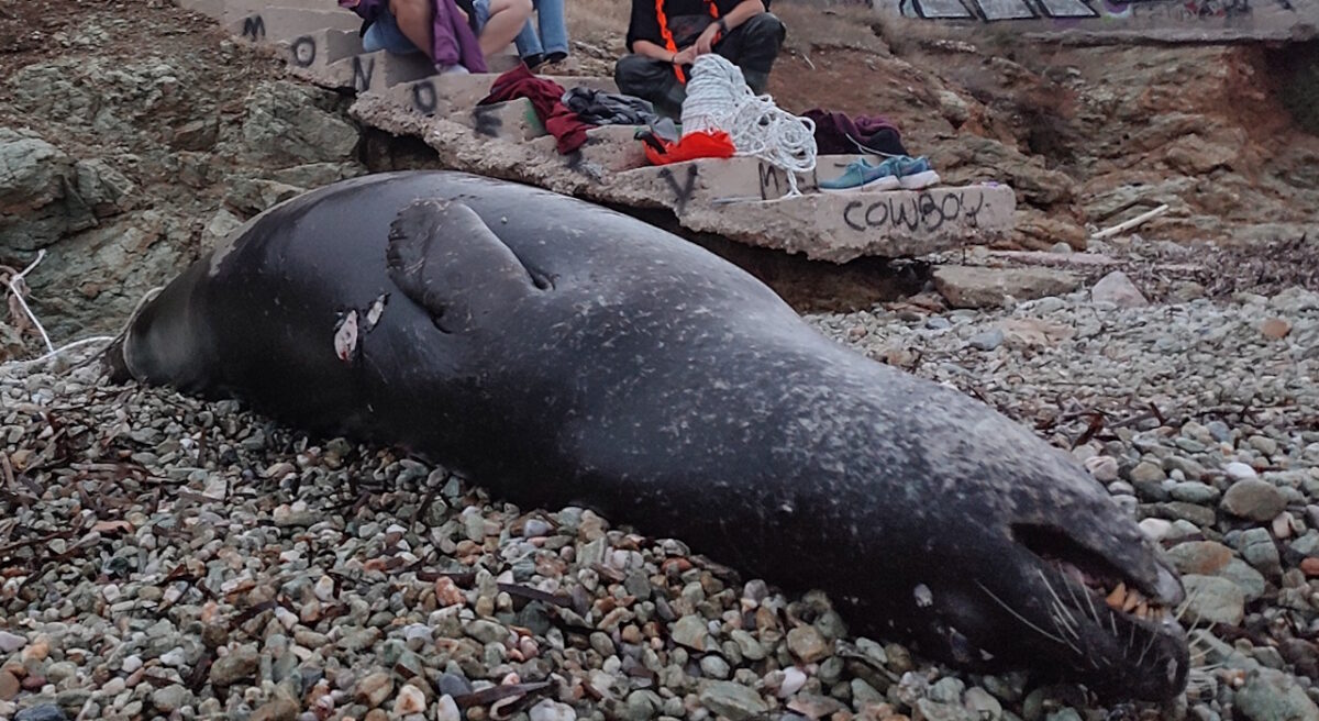 Πυροβόλησαν και σκότωσαν φώκια στην Ανάβυσσο