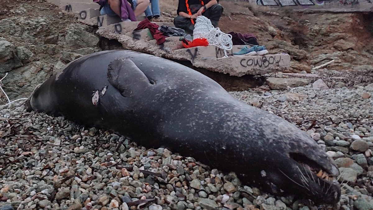 Πυροβόλησαν και σκότωσαν φώκια στην Ανάβυσσο