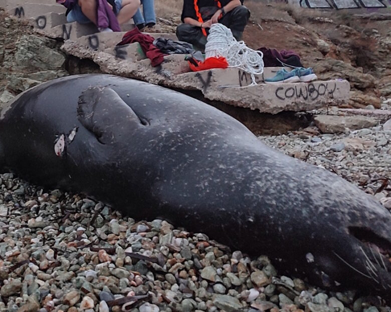 Ανάβυσσος: Πυροβόλησαν και σκότωσαν μεσογειακή φώκια στο Μαύρο Λιθάρι – Εικόνες φρίκης