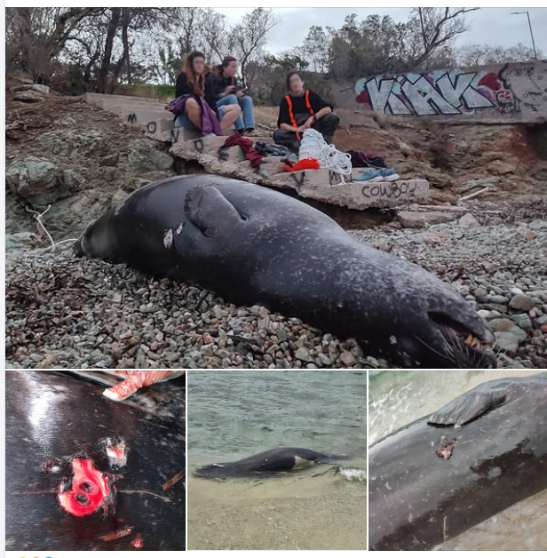 Πυροβόλησαν και σκότωσαν φώκια στην Ανάβυσσο