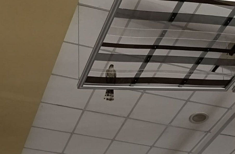 Το γεράκι στο σούπερ μάρκετ