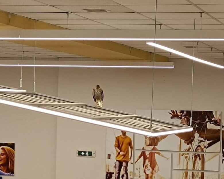 Ηράκλειο: Γεράκι εγκλωβίστηκε σε σούπερ μάρκετ – Είχε «αράξει» σε φωτιστικό