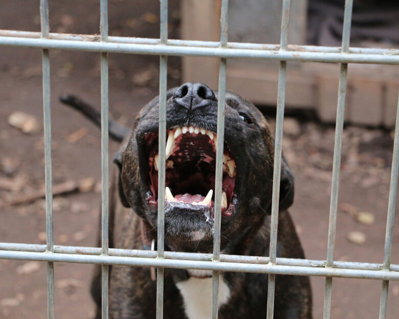 Ζάκυνθος: Νεκρό 2 ετών παιδί μετά από επίθεση σκύλου