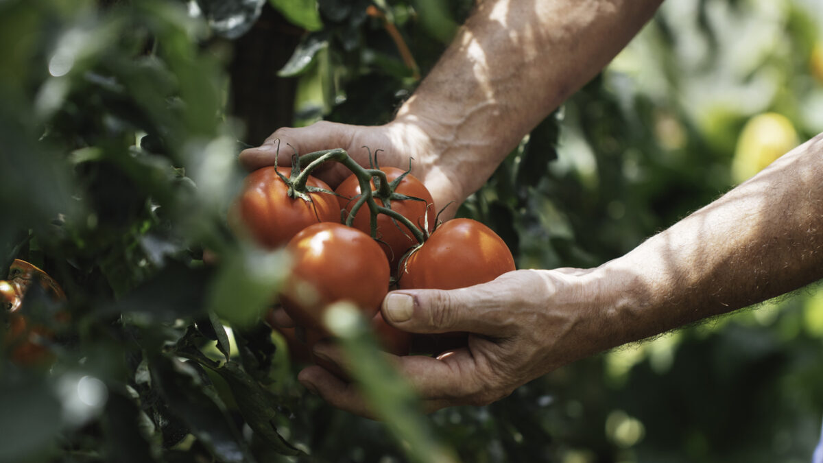 Hands carefully harvesting red, ripe tomatoes from a lush, green plant in a garden, representing the fresh produce and the joy of home gardening and healthy eating.