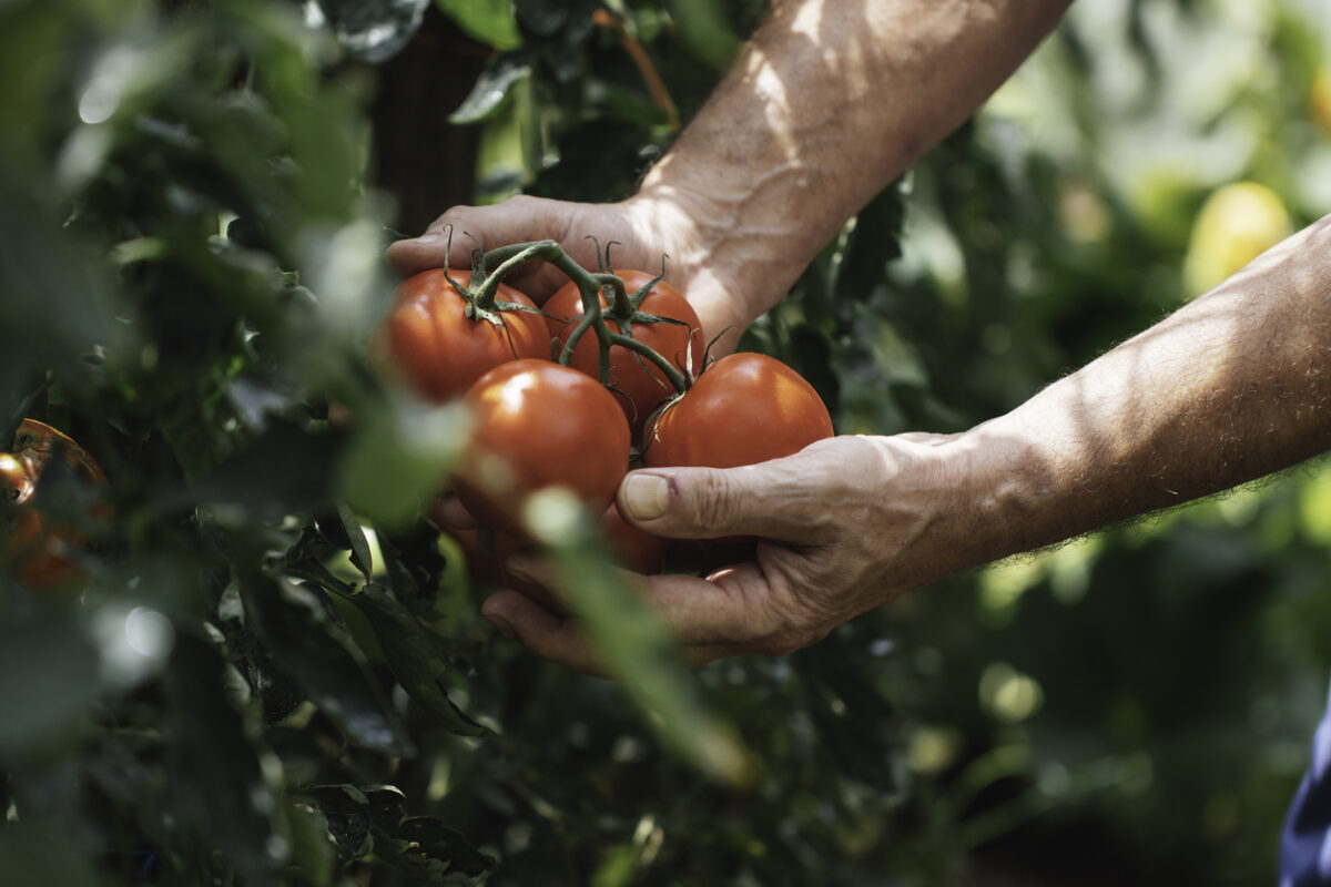Hands carefully harvesting red, ripe tomatoes from a lush, green plant in a garden, representing the fresh produce and the joy of home gardening and healthy eating.