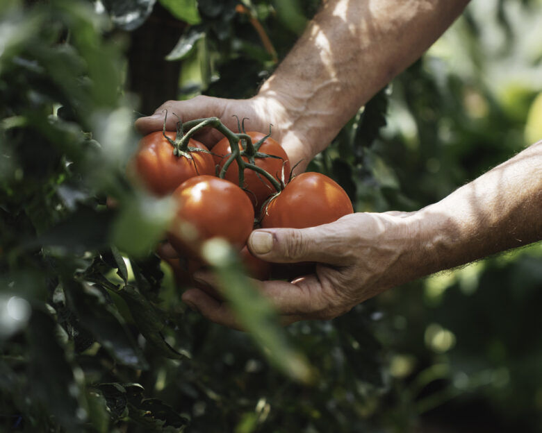 Αγρότες: Πάνω από 2 εκατ. ευρώ σε ενισχύσεις για μηδική στον Έβρο και βιομηχανική τομάτα στην Ημαθία
