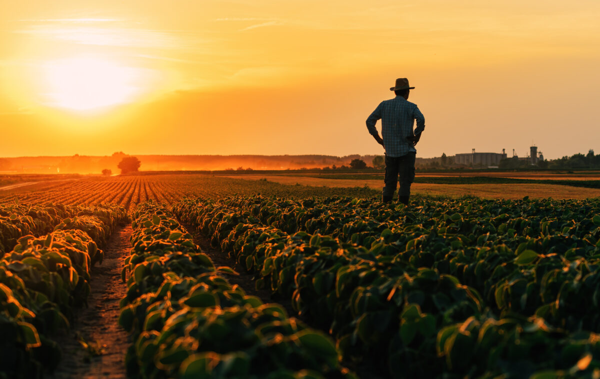 Back lit silhouette of male farmer standing in cultivated soybean field in summer sunset, selective focus