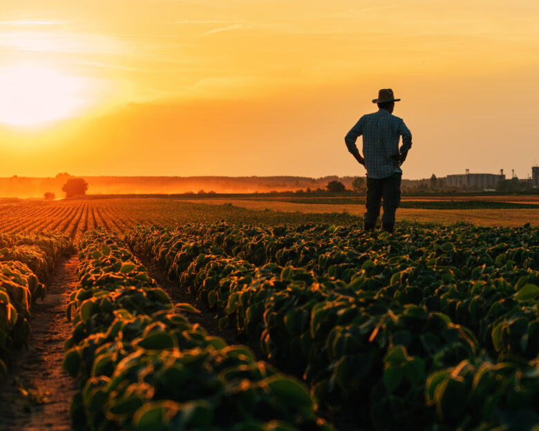 Back lit silhouette of male farmer standing in cultivated soybean field in summer sunset, selective focus