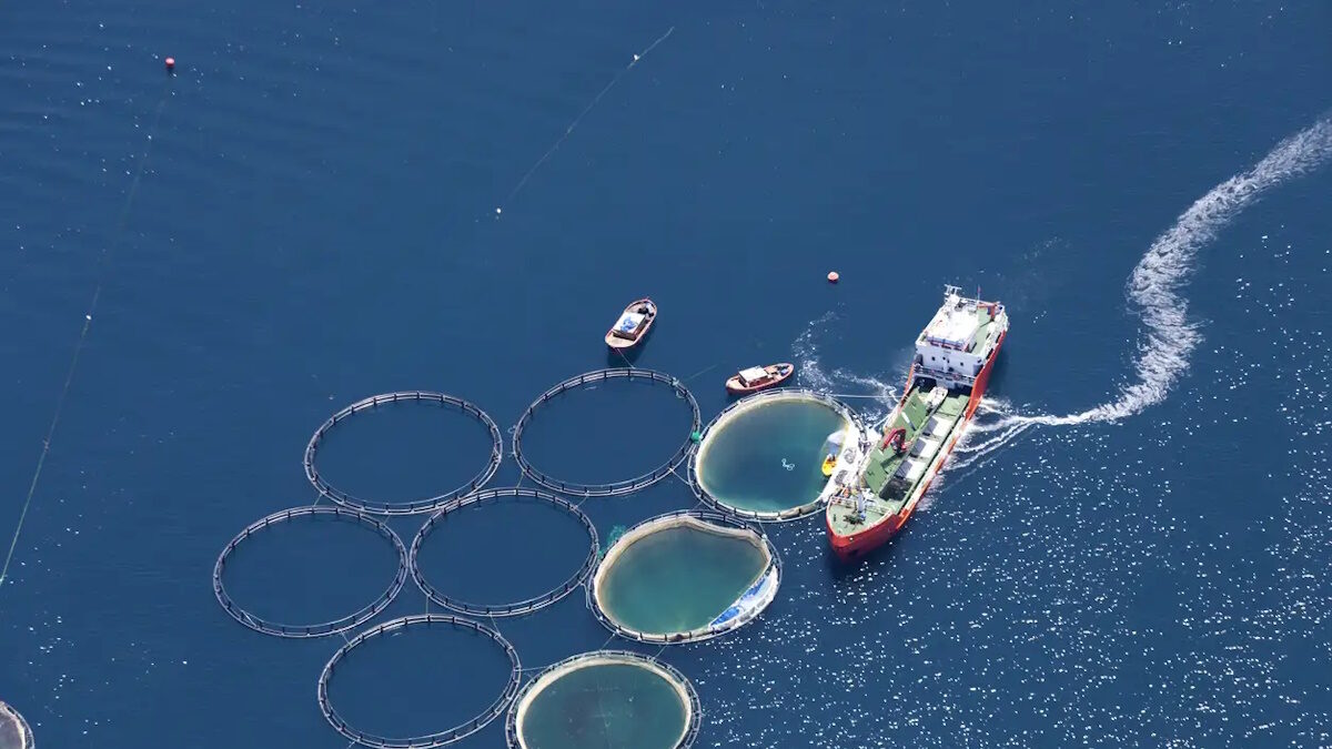 Aerial view of fish farm