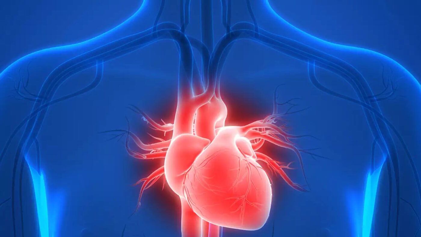 3D Illustration of Human Heart Anatomy