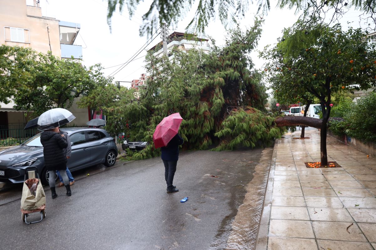 Κάτοικοι της περιοχής δεν πίστευαν στα μάτια τους όταν είδαν το δέντρο να πέφτει πάνω στα ΙΧ