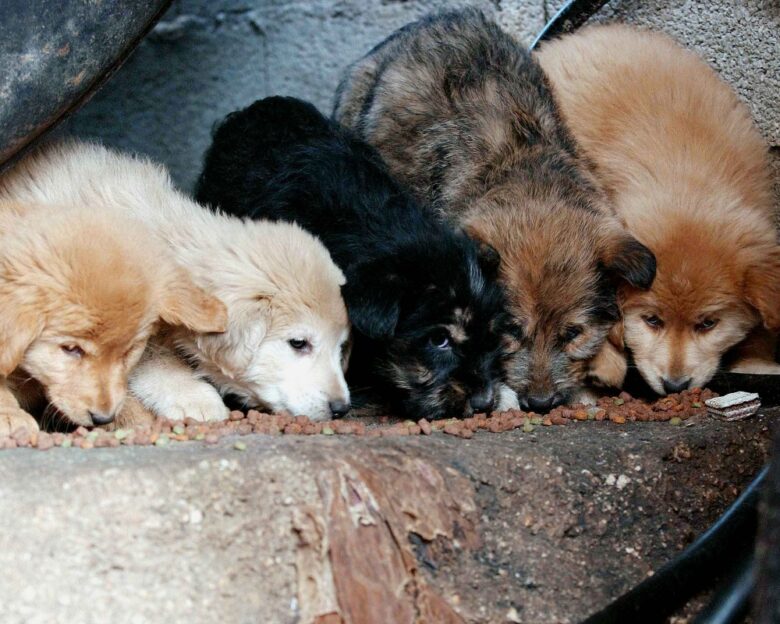 Φρίκη στην Πάτρα: 89χρονη σκότωσε κουτάβια – Της πέταξε πέτρα 25χρονος και τον χτύπησε στο κεφάλι με μεταλλικό αντικείμενο