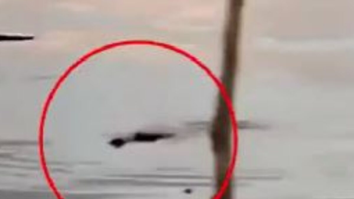 Κροκόδειλος