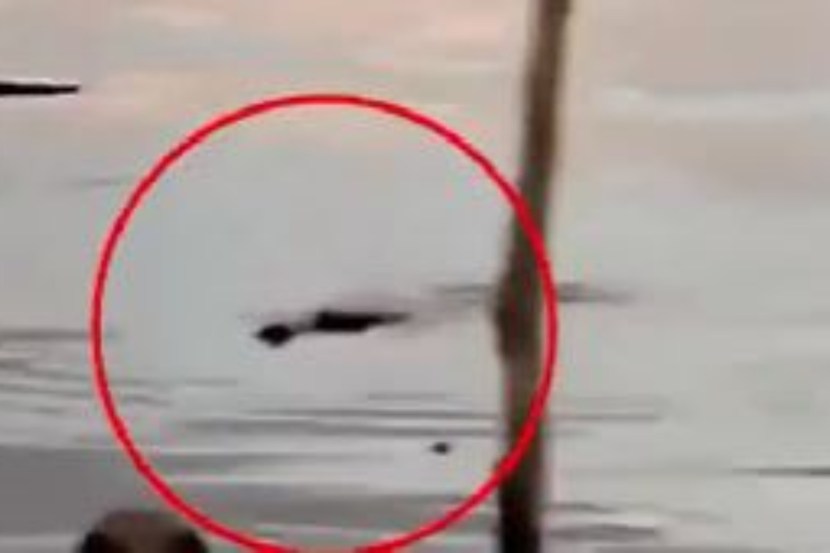 Κροκόδειλος