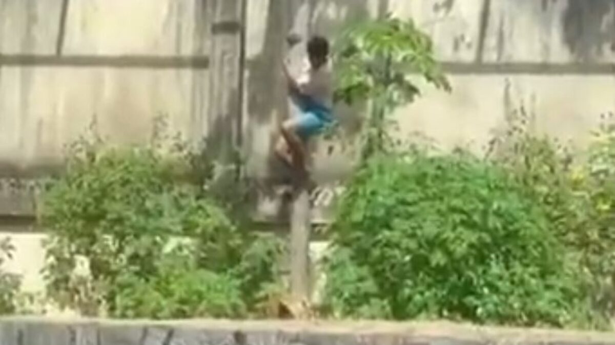 Άνδρας πάνω σε δέντρο