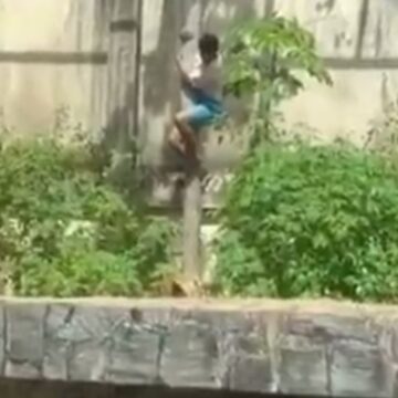 Άνδρας πάνω σε δέντρο