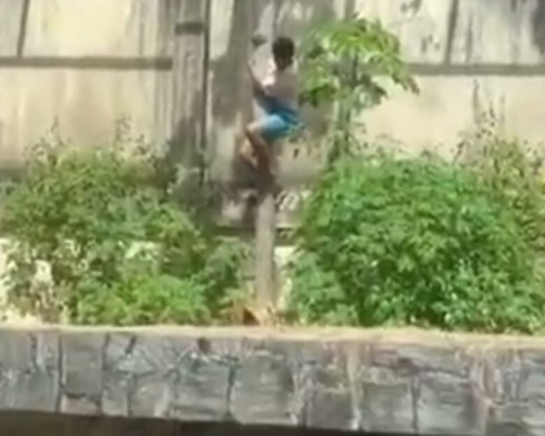 Βραζιλία: 19χρονος με εμμονή με τα λιοντάρια μπήκε σε κλουβί σε ζωολογικό κήπο και τον κατασπάραξαν