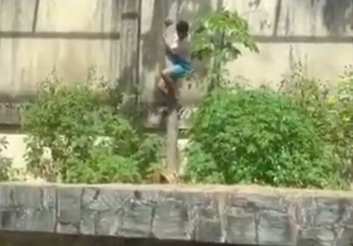 Άνδρας πάνω σε δέντρο