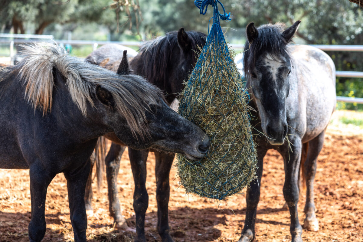 Μικρές ιστορίες μεγάλης αλλαγής: Πώς η Kaizen Gaming στέκεται δίπλα σε ανθρώπους, ζώα και κοινότητες σε όλη την Ελλάδα