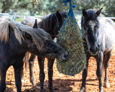 Μικρές ιστορίες μεγάλης αλλαγής: Πώς η Kaizen Gaming στέκεται δίπλα σε ανθρώπους, ζώα και κοινότητες σε όλη την Ελλάδα