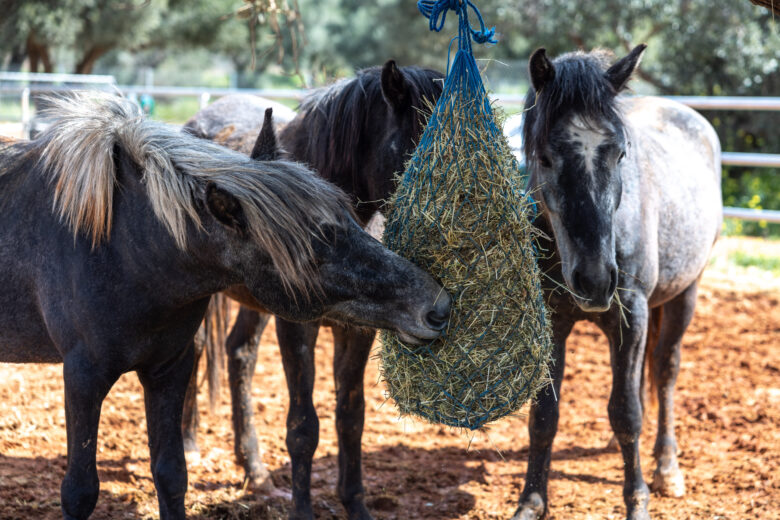 Μικρές ιστορίες μεγάλης αλλαγής: Πώς η Kaizen Gaming στέκεται δίπλα σε ανθρώπους, ζώα και κοινότητες σε όλη την Ελλάδα