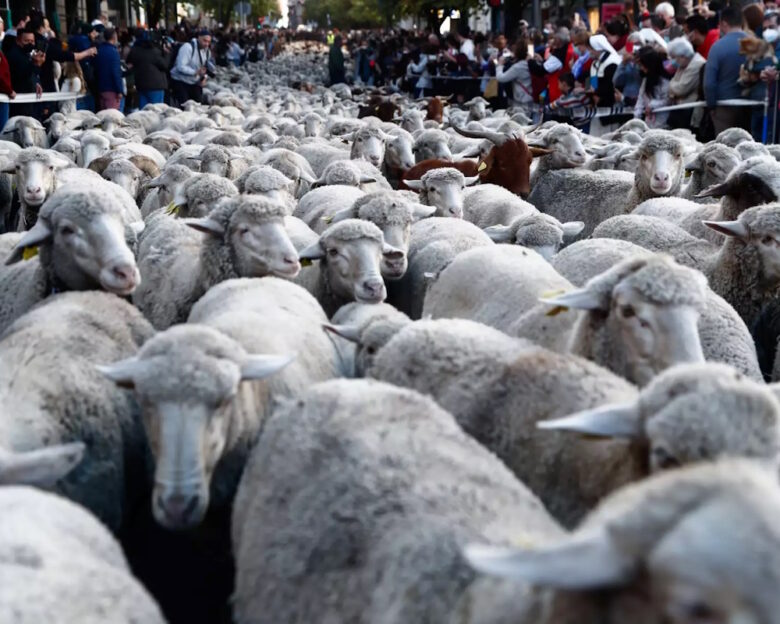 Αγρότες: Οι 10 επιδοτήσεις για τη στήριξη των κτηνοτρόφων και των καλλιεργητών 