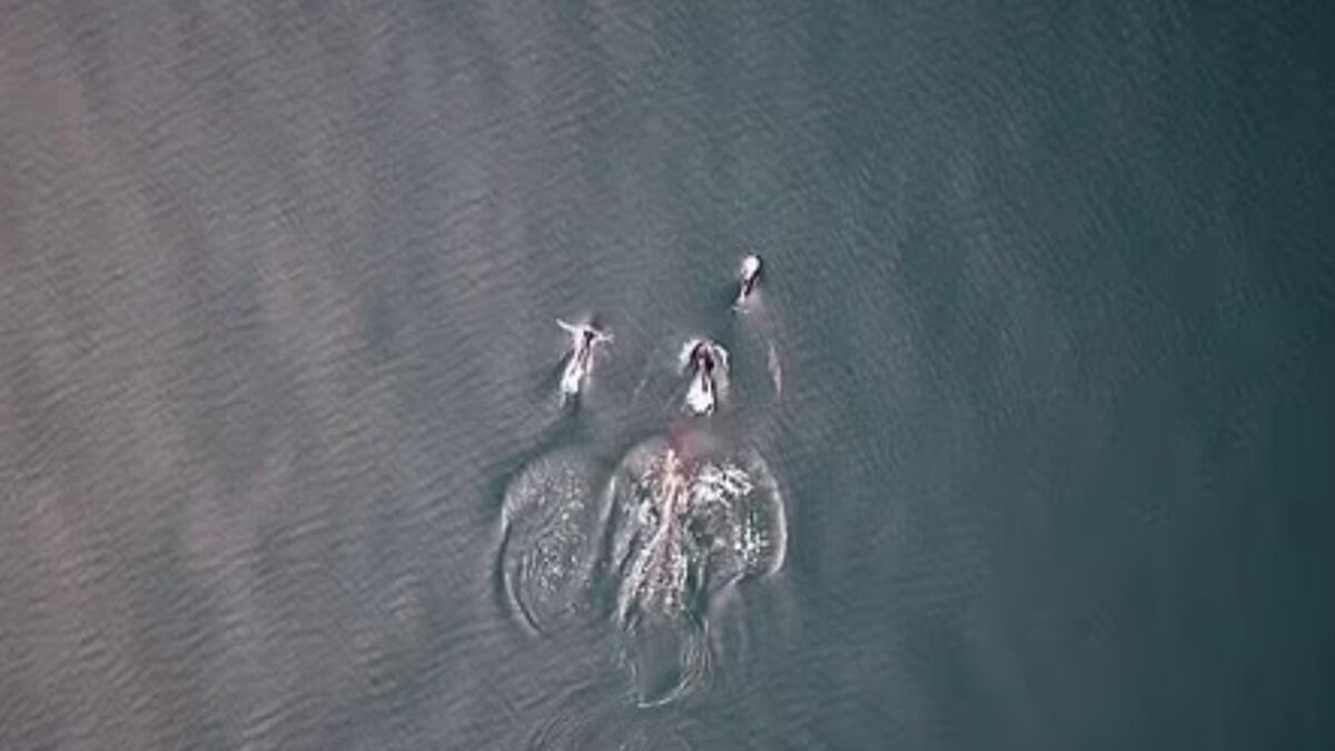 Όρκα και δελφίνια σε απρόσμενη συμμαχία για το κυνήγι σολομού