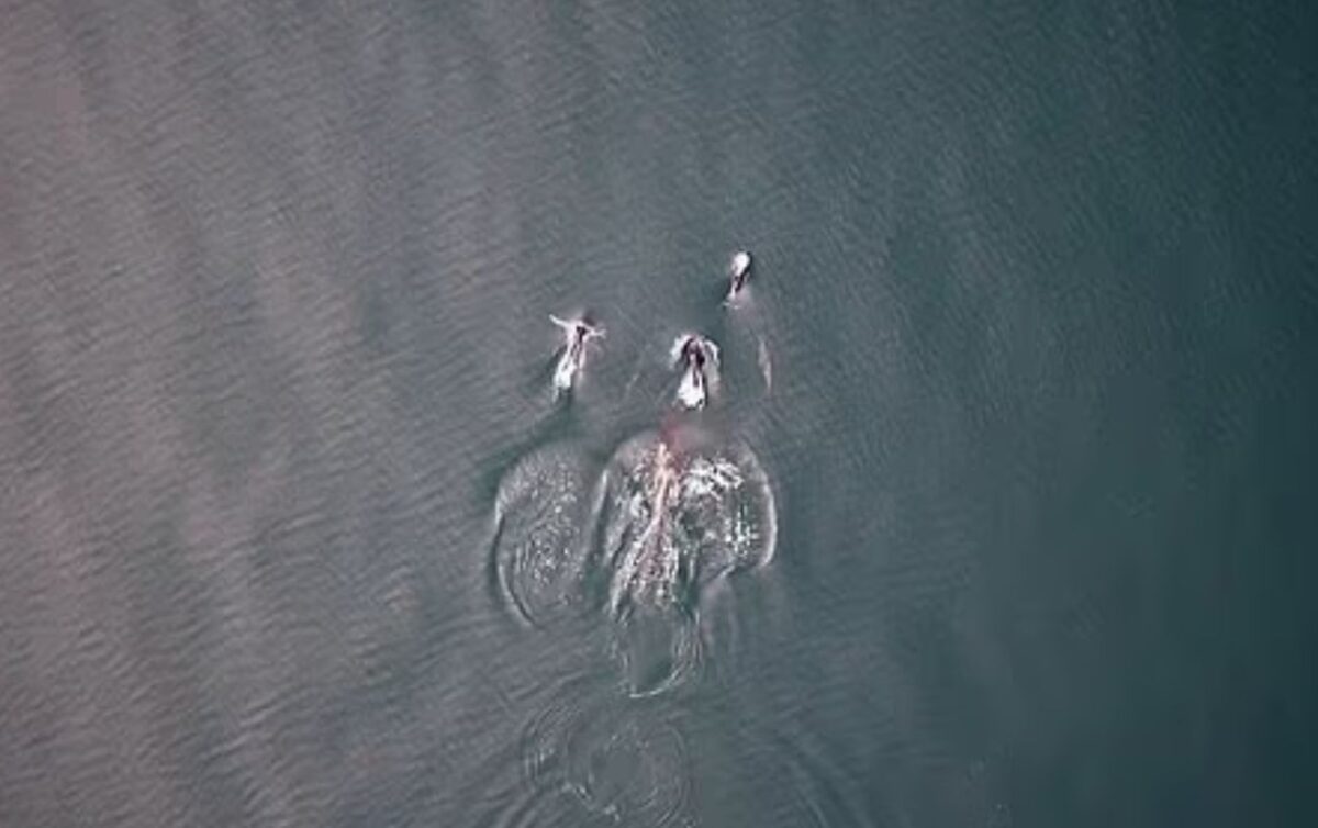 Όρκα και δελφίνια σε απρόσμενη συμμαχία για το κυνήγι σολομού