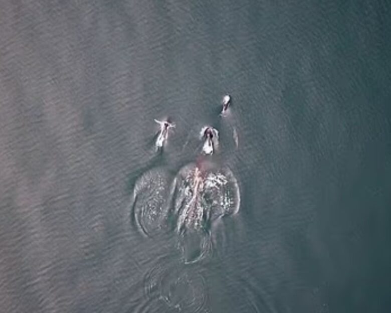 Όρκα και δελφίνια κυνηγούν παρέα σολομό και μοιράζονται το γεύμα