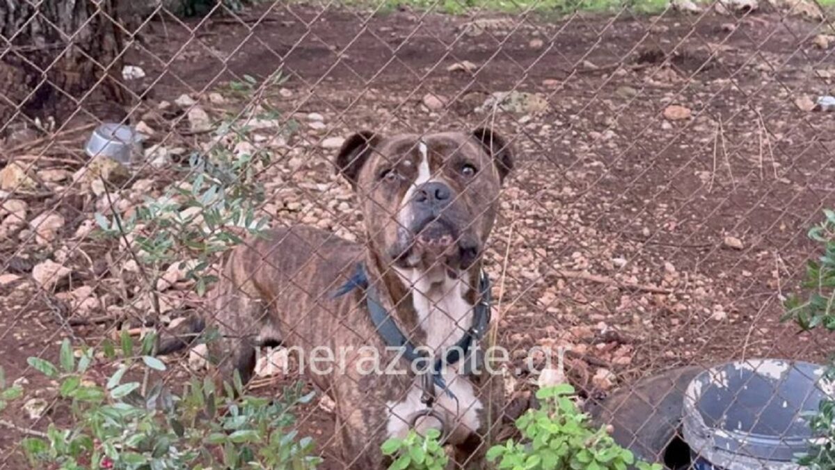 Ζάκυνθος: Τραγωδία με τον θάνατο 2χρονου παιδιού έπειτα από επίθεση σκύλου