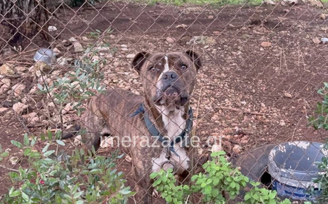 paidi skilos zakinthos