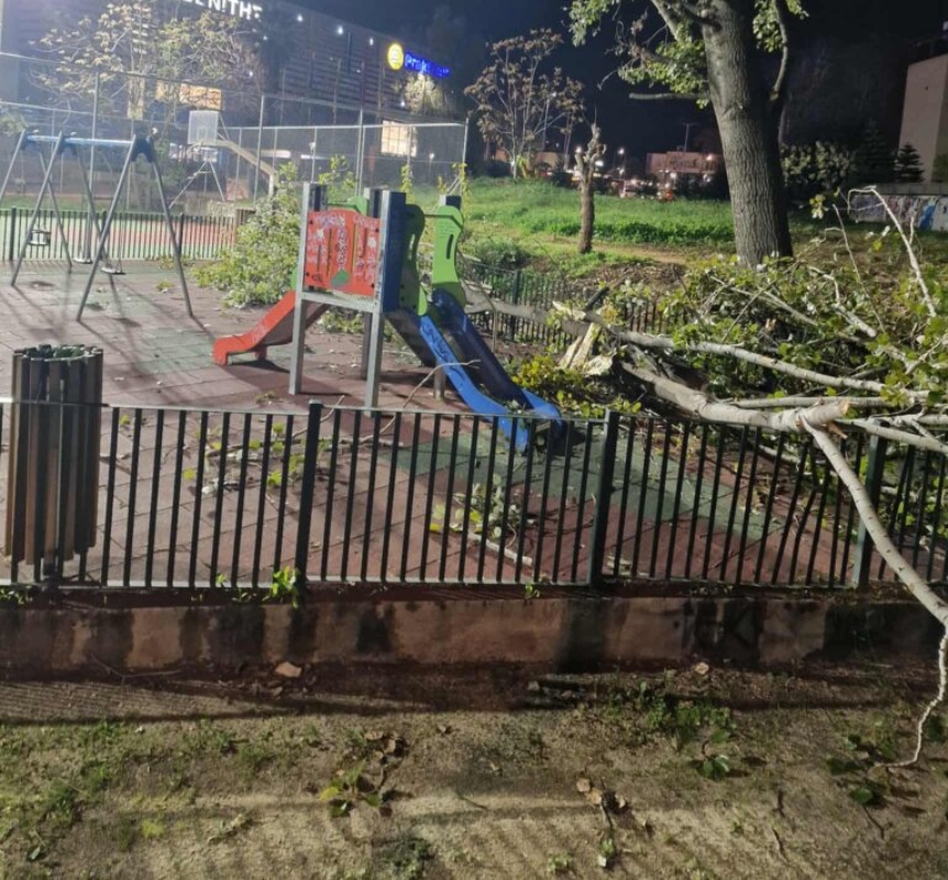 Πεσμένο δέντρο