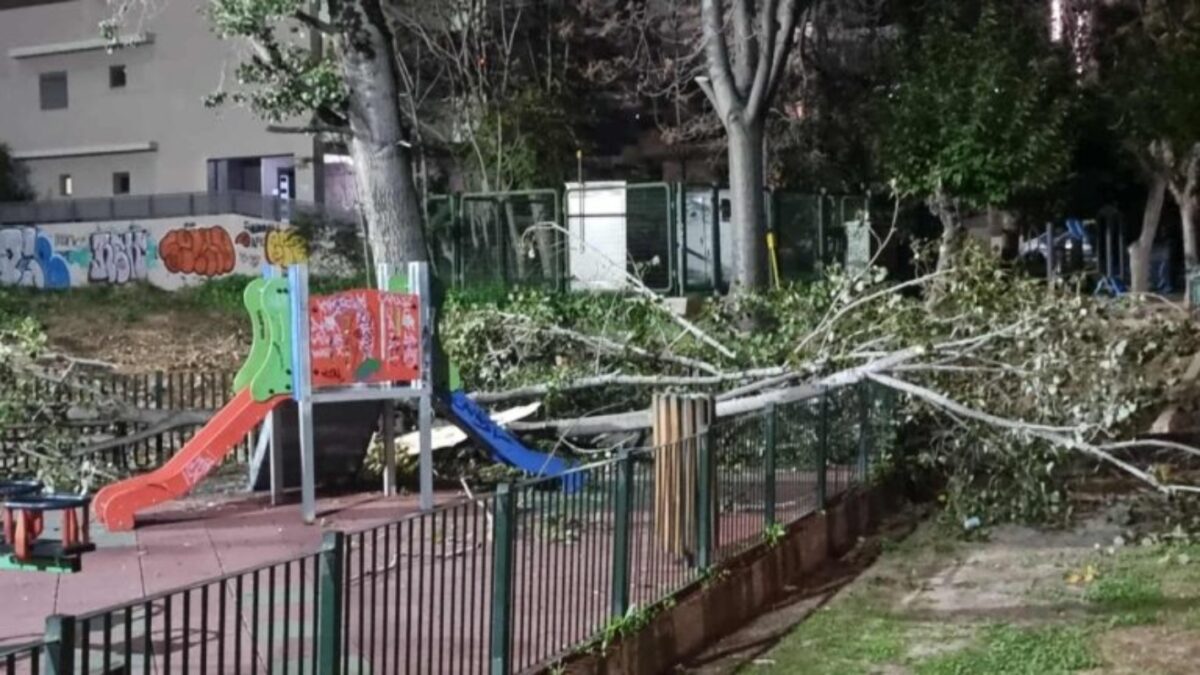 Πεσμένο δέντρο