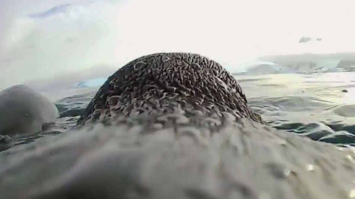 Πιγκουίνος