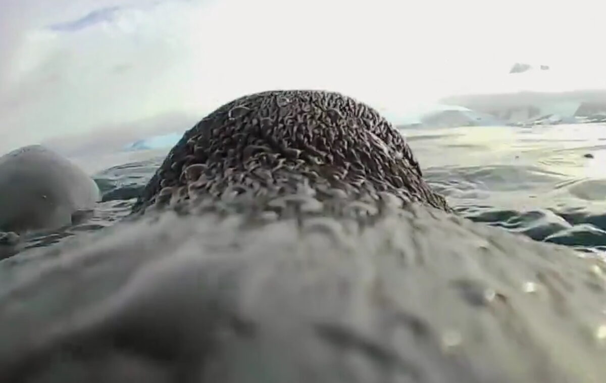 Πιγκουίνος