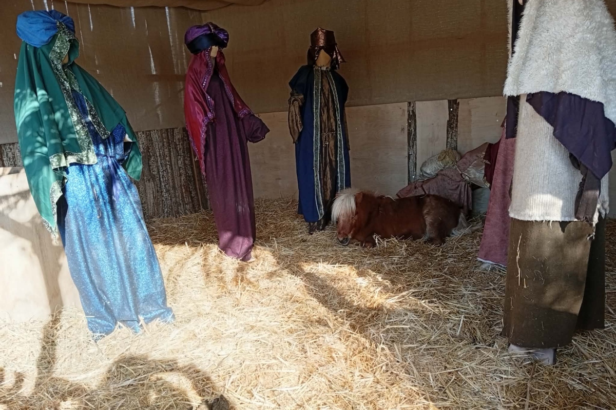 Πόνι μέσα σε φάτνη