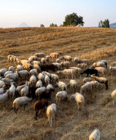 ΑΝΤΩΝΗΣ ΝΙΚΟΛΟΠΟΥΛΟΣ