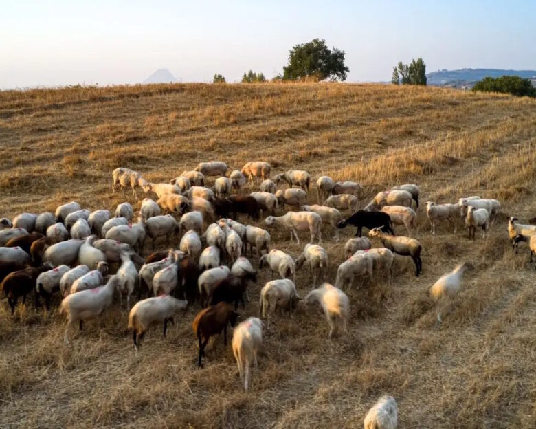 ΑΝΤΩΝΗΣ ΝΙΚΟΛΟΠΟΥΛΟΣ
