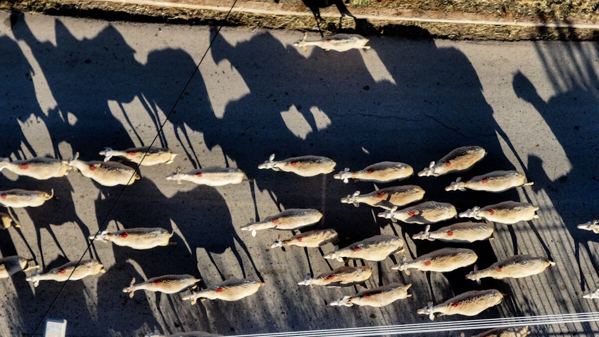 Κοπάδια προβάτων