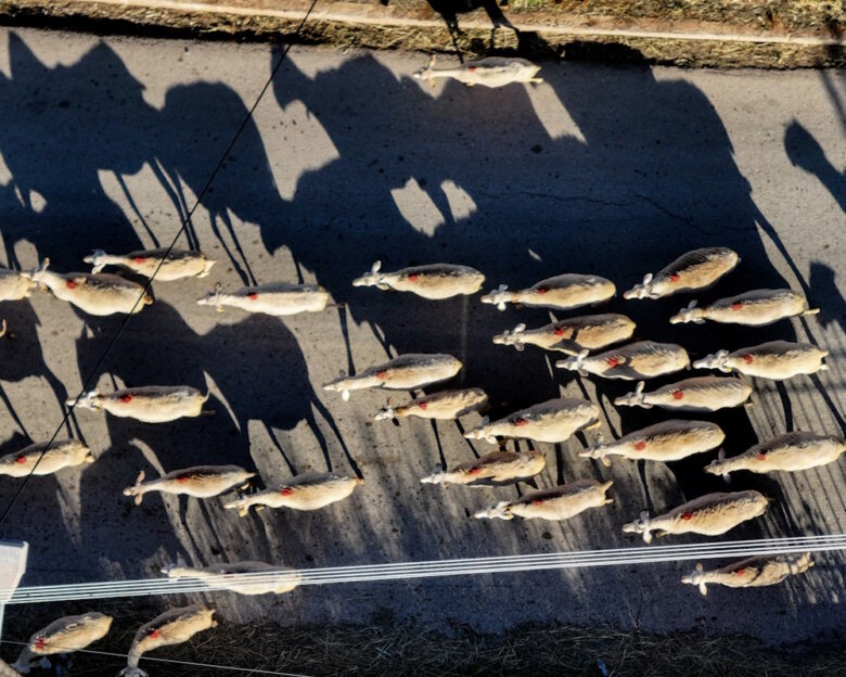 Κτηνοτρόφοι: Επιπλέον 50 εκ. ευρώ σε κτηνοτρόφους για αποζημιώσεις