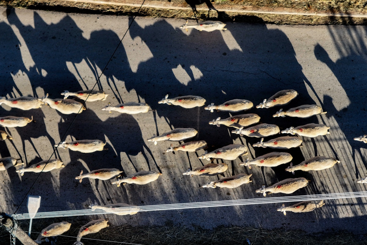 Κοπάδια προβάτων