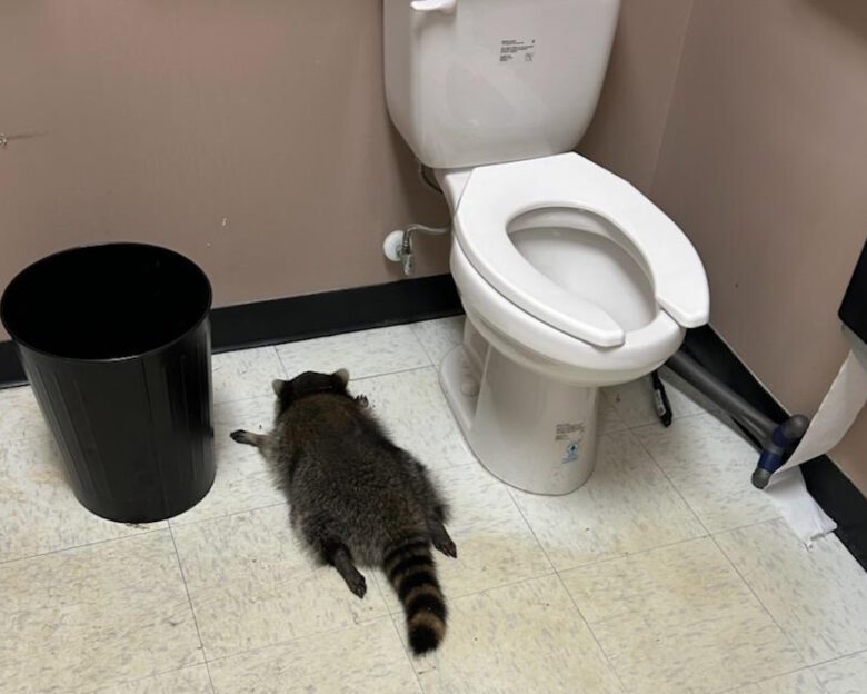 ΗΠΑ: Μεθυσμένο ρακούν «μπούκαρε» σε κάβα και «έλιωσε στον ύπνο» μέσα στην τουαλέτα