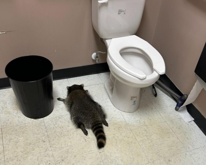 Βιρτζίνια: Ρακούν «διέρρηξε» κάβα, έγινε «λιάρδα» από το ποτό και χρειάστηκε διάσωση