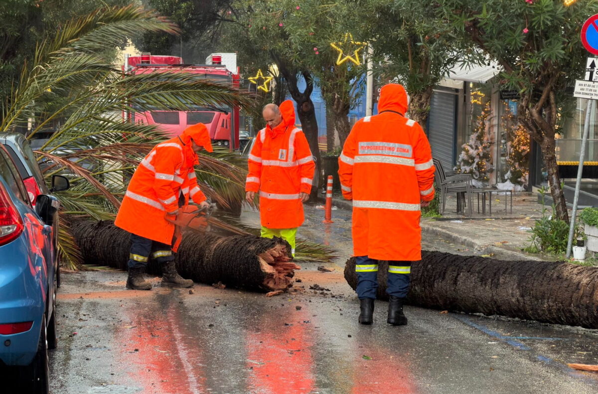 Πεσμένο δέντρο στη Ρόδο