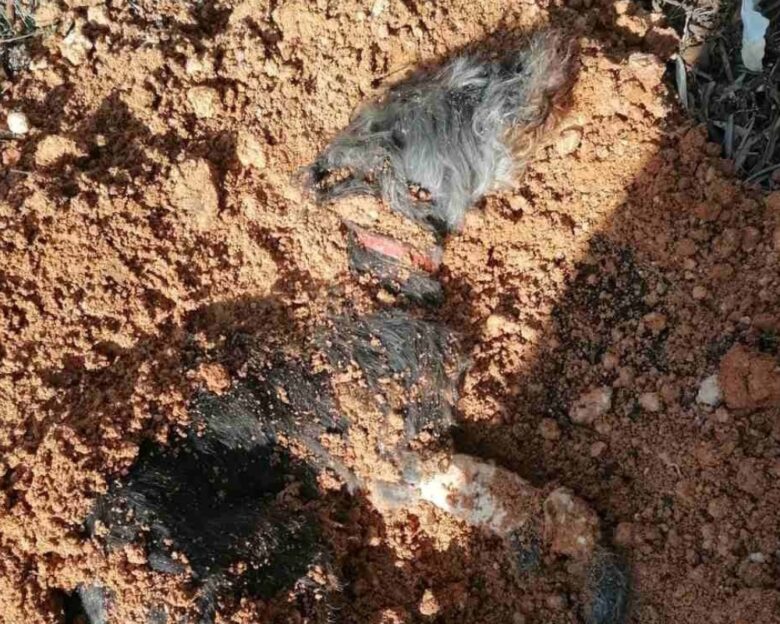 Θεσσαλονίκη: Το μήνυμα της ΕΛΑΣ για τον 90χρονο που έθαψε ζωντανό τον σκύλο του – Δείτε σοκαριστικές φωτογραφίες