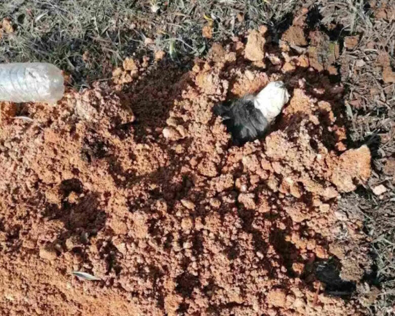 Θεσσαλονίκη: Ελεύθερος με όρους ο 90χρονος που έθαψε ζωντανό το σκυλί της κόρης του – «Νόμιζα πως ήταν νεκρό» είπε ο ίδιος