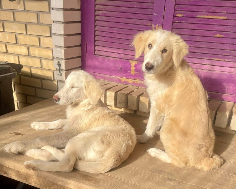 Επιθέσεις σκύλων: Τι φταίει πραγματικά και πώς μπορεί να προληφθούν τραγωδίες σαν της Ζακύνθου