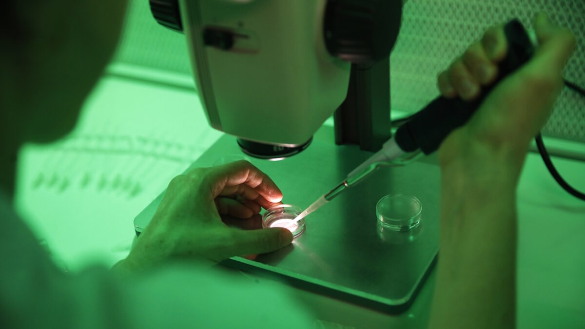 Γονιμοποίηση