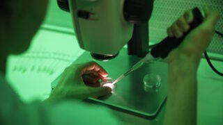 Γονιμοποίηση